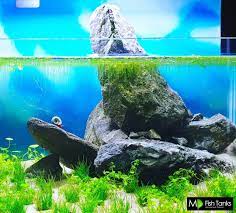 When The Snail Walks Along Pride Rock Pride Rock Planted Aquarium Aquarium Snails