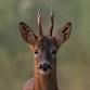 Deer Best Practice Workshop: Carcass Handling event image