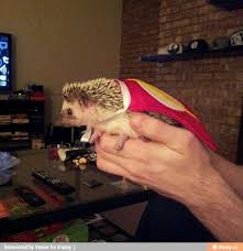 Super Hedgie Hedgehog Habitat When Do Hedgehogs Hibernate Pets