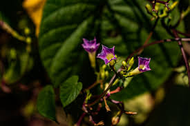 Image result for Ipomoea parasitica