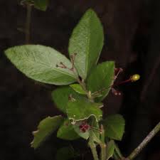 Image result for Crossopetalum