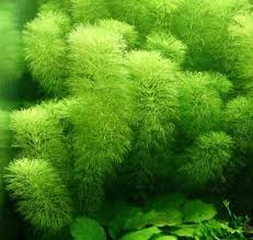 Image result for Limnophila fluviatilis