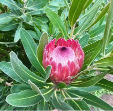 Protea Flower Wholesale Flowers Protea Flower Protea Plant