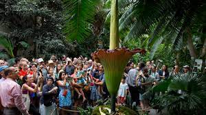 Is the merriwick flower real / k le19chqaqmvm : Rare Giant Plant Set To Show Off Once A Century Bloom Cbs News