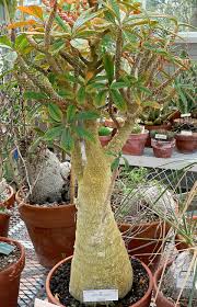 Image result for Dorstenia buchananii