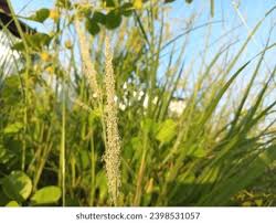 Image result for Sporobolus coromandelianus