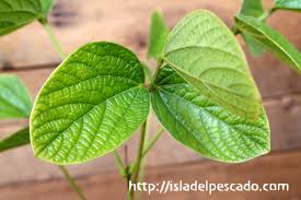 Image result for Dolichos kilimandscharicus