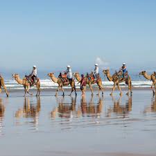 It has a magnificent harbour twice the size of sydney harbour and the biggest sand dunes in the southern hemisphere. Adventure Camel Rides Concrete Playground Concrete Playground Sydney