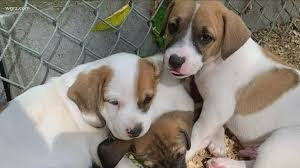 When you file a bbb complaint. Better Business Bureau Warns Of Spike In Online Puppy Scams During The Pandemic Wgrz Com