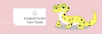 how to take care of your leopard gecko complete guide