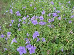 Check spelling or type a new query. Ruellia Nudiflora Wild Flowers Purple Flowers Plants