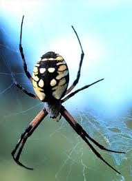 How To Identify New York Spiders Trails Com Spider Natural Spider Repellant Insect Species