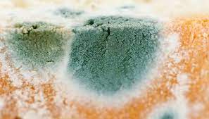 Are the cakes pretty much lost ? Green Mold On Wood Bread Wall This Is How To Get Rid Of This