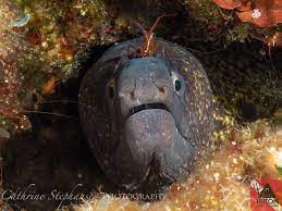 Moray crazy, sweet but mean, intelligent, big booty, trustworthy, beautiful, loving. Moray Eel Alonissos Diving Center