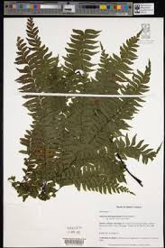 Image result for Adiantum comorense