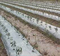 Cara tanam cili padi cara mudah semai biji cili agar cepat membesar how to plant chilli seeds how to plant chilli trees. Cara Tanam Cili Padi Atas Tanah Azwal Arafat Ahmad Project Tanam Lada Yg Mudah Dan Hasil Yg Baik Dalam Masa 4 Minggu Dah Dapat Hasil Cara Mudah Tanam Cili Di