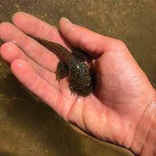 * pollywog * polliwig * polliwiggle * polwig * purwiggy * porwigle. Bullfrog Toad Life Cycle Frogs The Pond Guy