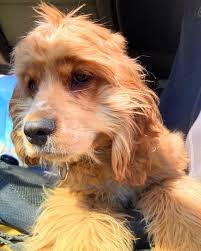 SportingDog Adventures