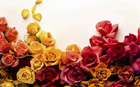 370,000+ vectors, stock photos & psd files. Rose Wallpaper 2560x1600 38239