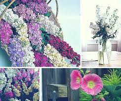 Feb 11, 2020 · it's quite an experience hearing the sound of your voice carrying out to a over 100 first year dental students. A Beginners Guide To Floral Design 32 Most Commonly Used Flowers In Arrangement Zflowers Com Blog