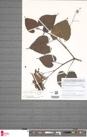 Image result for Cissus glaucophylla