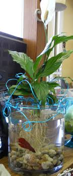We recommend you add only the top betta fish plants to their aquariums to increase their chances of staying healthy. Betta Fish Ecosystem In Medford Or Flowerful Creations