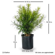 Image result for Podocarpus