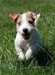 Parson Russell Terrier Dog Breed Information Jack Russell Dogs Parson Russell Terrier Dog Breeds