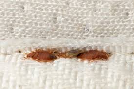 Image result for bed bugs droppings