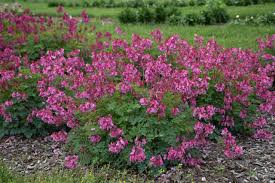 Let's now learn more about growing and caring for bleeding heart vine. Growing Bleeding Heart Hgtv
