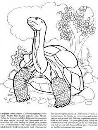 Pin By Cynthia F Pruitt On Galapagos Tortoise Facts Coloring Pages Animal Coloring Pages Animal Coloring Books