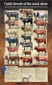 Google Image Result For Http Api Ning Com Files 4ns V6ceemzlqsf Aeftlflraflidfdolqiqso Ixxitmehfzsyiesjx5uyo03jyjauw0krp E Cattle Ranching Cattle Beef Cattle