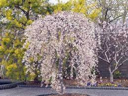 While unique, exotic flowering trees were once hard to get, today most of us have the leisure of selecting from many ornamental trees. Pin By Roxane Allen On Flowering Trees Garden Trees Ornamental Trees Small Ornamental Trees