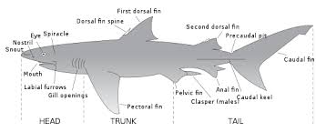 Shark Anatomy Wikipedia
