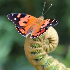 Holoholo Nature On Ig Hawaiivolcanoesnps Did You Know That The Pulelehua Or Kamehameha Volcano National Park Hawaii Volcanoes National Park National Parks