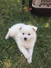 Pin On Puppies For Sale