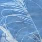 Gifts with the Sun: Cyanotypes event image