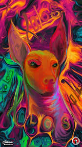 Mazatlán fc performance & form graph is sofascore football livescore unique algorithm that we are generating from team's last 10 matches, statistics, detailed analysis and our own knowledge. Xolos Jueves De Wallpapers Presuman Sus Pantallas Facebook