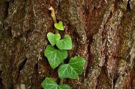 Make sure you get rid of roots and stems because they can easily grow back to a nuisance. Will Ivy Harm My Trees Should I Remove Ivy Organic Plant Care Llc Organic Lawn Plant Health Service In Hunterdon Morris Somerset Union Counties Nj And Bucks County Pa
