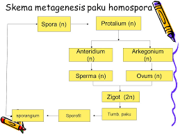 We did not find results for: Plantae Dunia Tumbuhan Plantae Dunia Tumbuhan Ppt Download