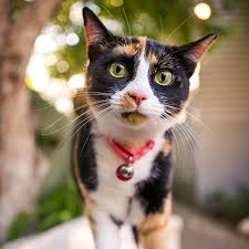 Shipping pets or other animals? International Pet Shipping Travel Services Pet Express
