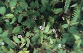 Image result for Aeschynomene