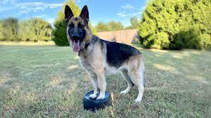 The german shepherd is a very popular dog breed of german origins. Ok Gsr Oklahoma German Shepherd Rescue Inc