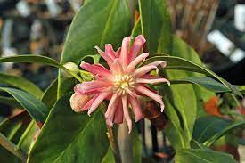 Termése, levele boglárkafajok (ranunculus spp.) mérgező: Illicium Floridanum Udbg