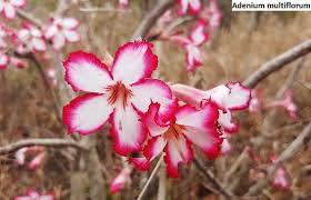 Image result for Adenium multiflorum