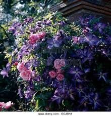 Хотите купить саженцы клематиса гибридного веноза виолацеа (clematis venosa violacea)?зайдите на. Climbing Gardens Clematis Venosa Violacea With Rosa Pink Perpetue Clg067182 Photos Horti Stoc Clematis White Climbing Roses English Garden Design