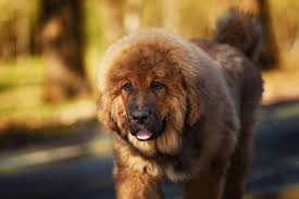 The Beautiful Tibetan Mastiff Important Facts And