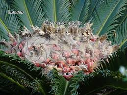Image result for Cycas