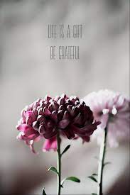 Chrysanthemum Chrysantemen Mind Over Matter Chrysanthemum Words