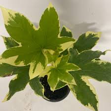 Image result for × Fatshedera